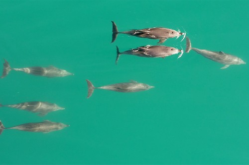 Six allied male dolphins swim behind a female. Shot from above the water looking down.